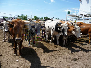 Bulls await their turn in the rodeo arena.
