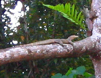 Monitor lizard on the edge of the Kinabatangan