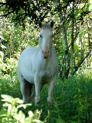 Daily visitor to my bungalow in the mountains of Costa Rica. Sometimes before breakfast, sometimes just after the rain.