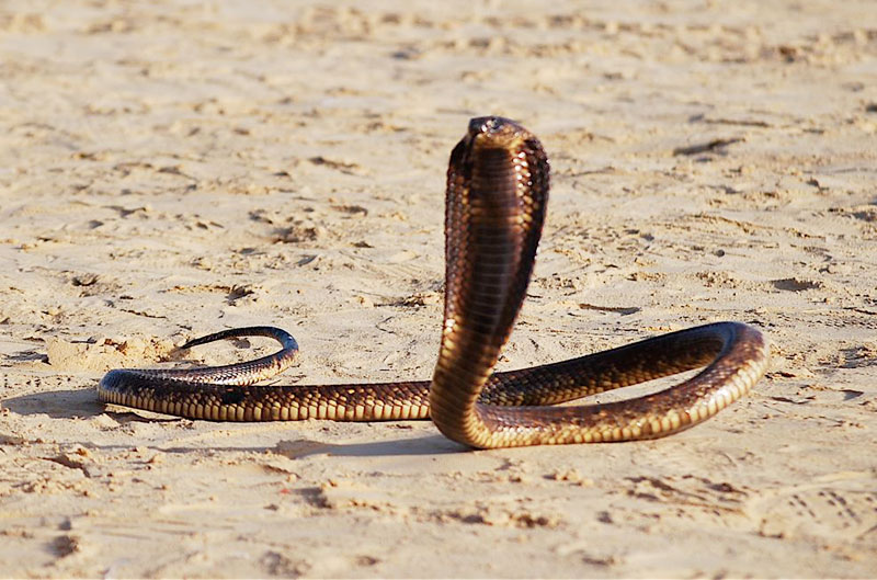 A little too close for comfort for a giant king cobra at the Festival of the Sahara in Tunisia