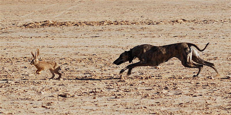 The dog and rabbit chase caught with a quick shutter