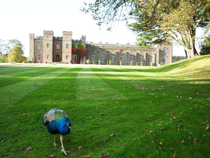One of many peacocks at Scotland's Scone Palace, coronation site for Scottish kings and parliaments. Photo by Barnaby Davies