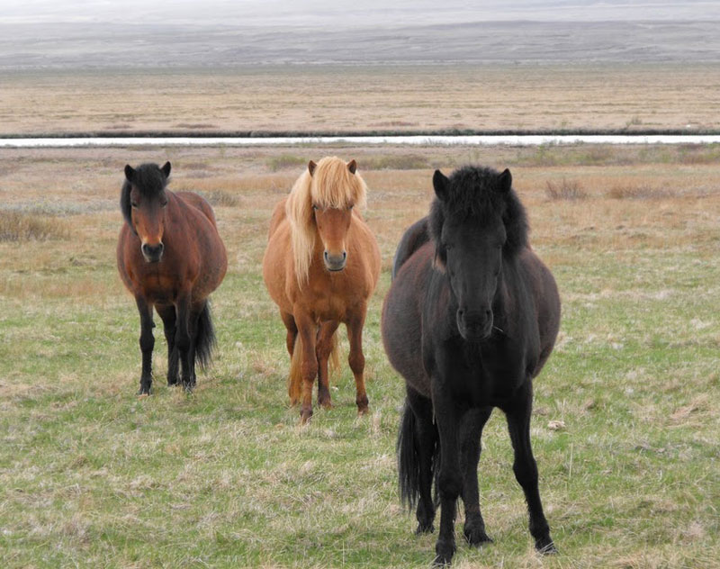 Icelandic horses are a genetically isolated breed (no other horses are allowed in Iceland). They tend to be a bit fuzzier on the head and they love to just stare at you.