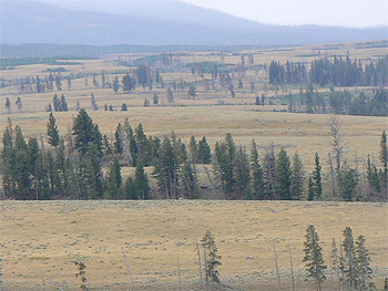 The wolves are out there. It just takes a scope with a 40x power to see them three miles away.