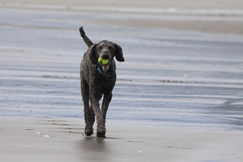 Ozzie chases a ball on one of the many beaches of Sauvie Island, located just outside of Portland.