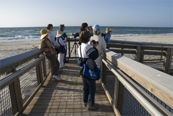 Birding in St. Georges state park.