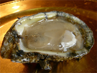 The prize---an Apalachicola oyster.