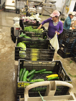 Packing the weekly produce bags for the CSA at Pete's Greens.