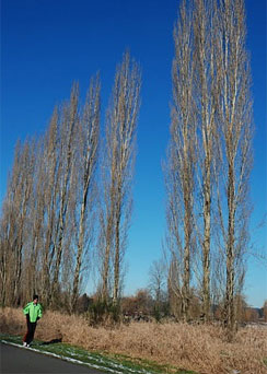 Sqammamish River Trail