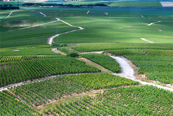 Fields of champagne grapes near Ardennes, France.