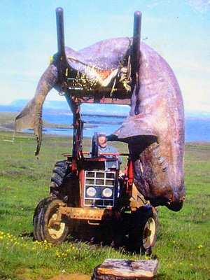 Harvesting shark in Bjarmarhofn, West Iceland. Hildibrandur drives it to his barn for processing.