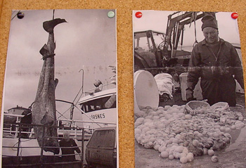 Thumb tacked photos of Hildibrandur in his self-made shark museum. After gutting, shark eggs are pulled from the webbing.