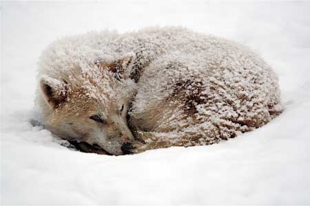 Sledge dogs prefer sleeping in the snow and won't use doghouses, no matter how cold it is.