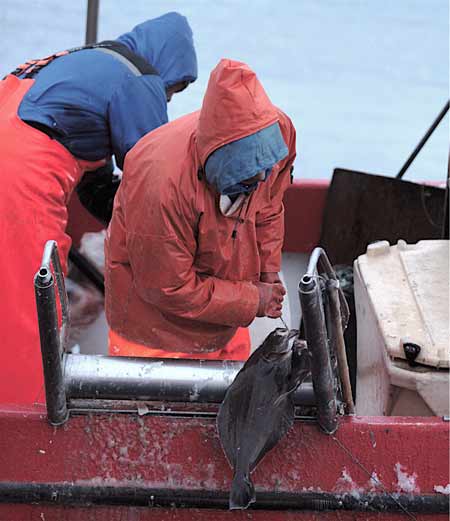 Halibut brought up from the ice fjord, a World Heritage Site near Ilulissat. 