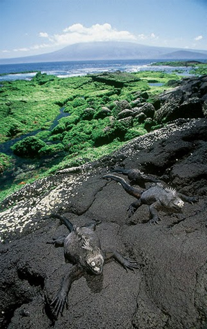 Iguana on the Galapagos Islands