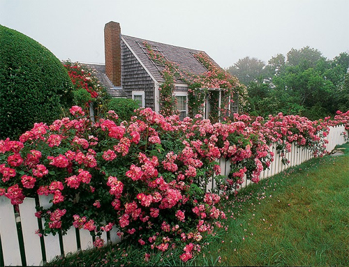 cottage in Nantuket Island, Massachusetts