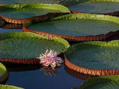 Vitória Régia (Victoria amazonica)