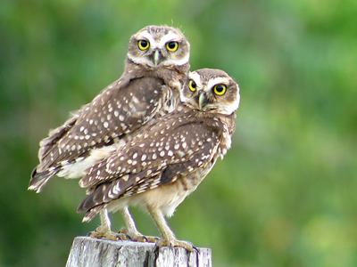 The Burrowing Owls (Athene cunicularia)