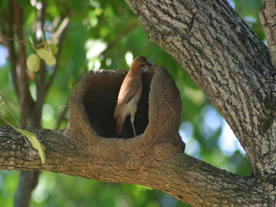 The Ovenbirds (Furnarius rufus) 