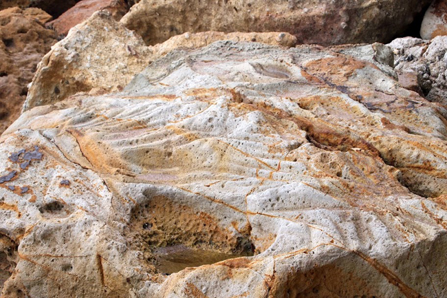 Indentations made by Maoris forging spears on the rocks at Hot Water Beach, Hahei.