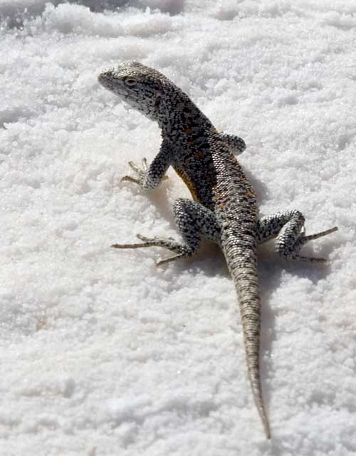 Lizard in the Atacama Salt Lake. 