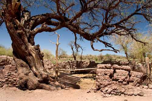 Tree in San Pedro de Atacama.