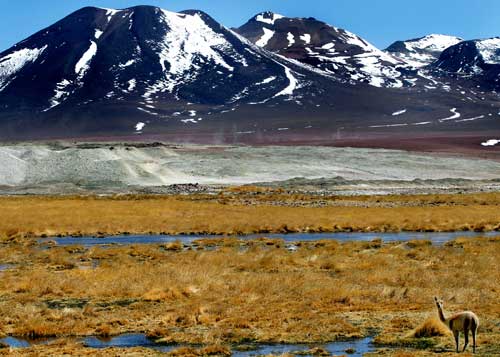 Vicuna in front of the volcano.