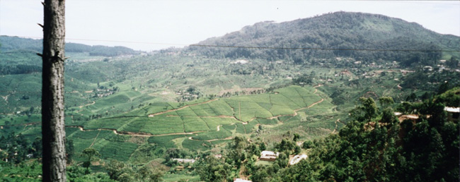 Panorama of the Tea Plantations
