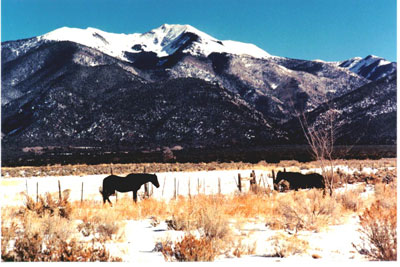 Taos horses