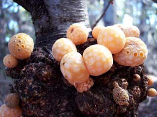 argentina fungus