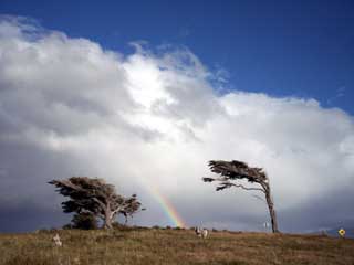 argentina trees