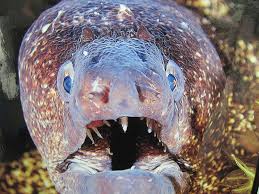 Up close and personal with a morey eel at the Oceanografic in Valencia, Spain