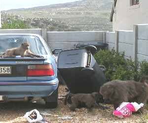 Baboons can get into mischief when they raid trash cans for food. Photo by Lorna Thomas