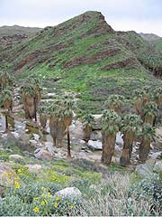 Palm Canyon oasis. Heavy January rains caused wildflowers to bloom early and made the mountains unusually green.
