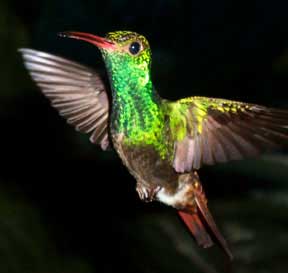 Hummingbirds abound in the nature preserve that surrounds Pook's Hill.