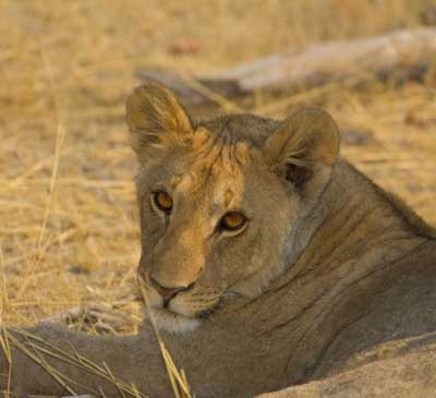 Lion cub