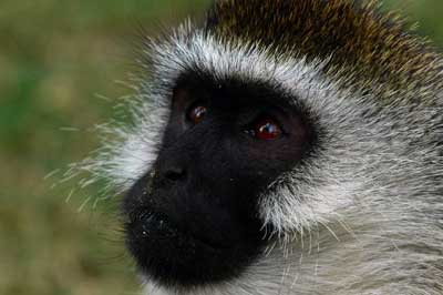 Vervet monkey