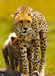 A cheetah and her cub