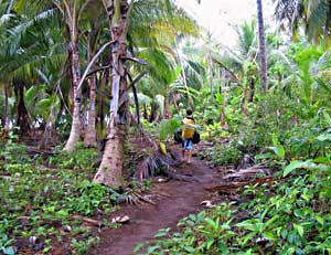 Jungle path