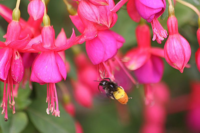 A bee on a fuchsia blossom in Naldehra, India