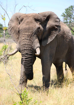 An elephant at the Sabi Sabi Game Reserve. Photos by Janis Turk.