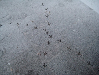 Bird Prints at Les Halles, Paris.