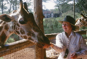 Feeding a giraffe in in Kenya.