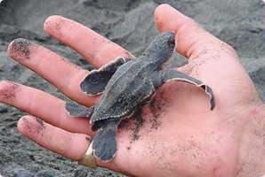 A volunteer from i-to-i holds a rescued baby sea turtle in Costa Rica. Photo courtesy of i-to-i 