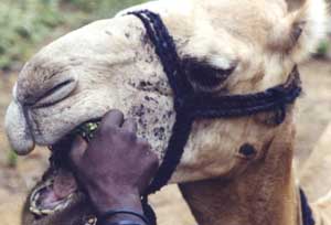 Camel dentistry