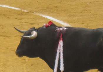 A bloodied and weakened bull awaits his horendous fate.