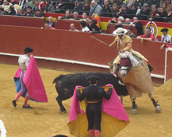 The angry bull charges the picador and his horse