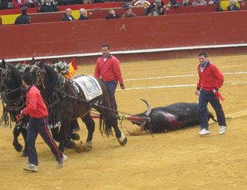 The dead bull is dragged out of the ring.