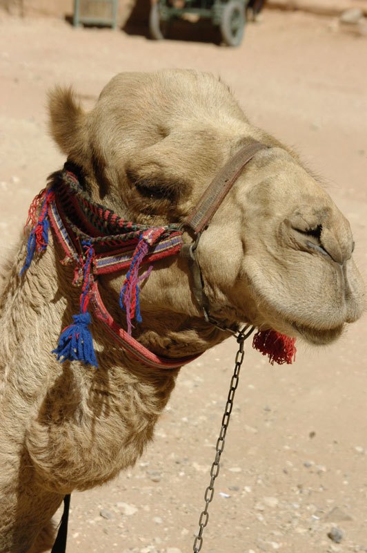 A camel at Petra in Jordan