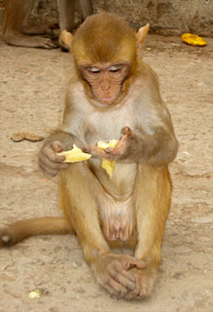 Enjoying a banana